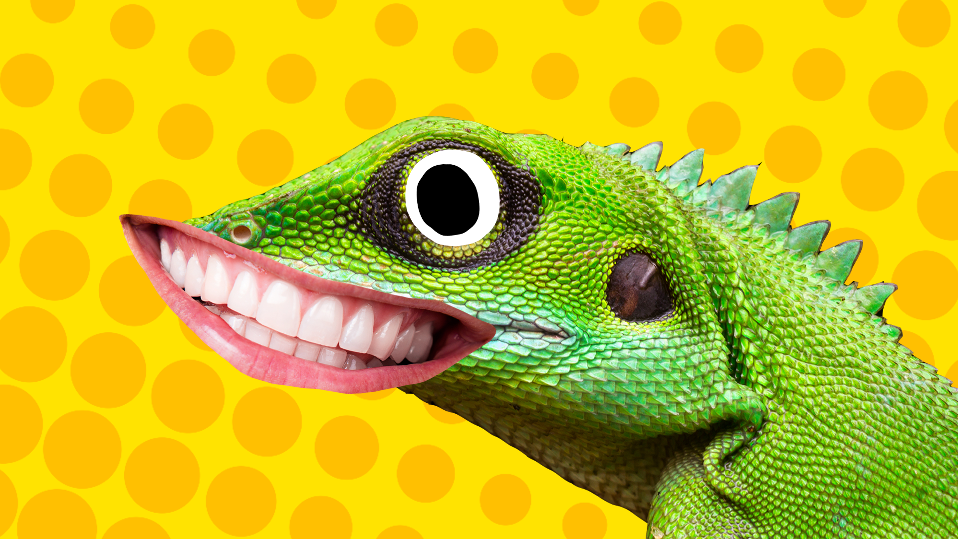 30 Lizard Jokes & Puns for Kids | Beano.com