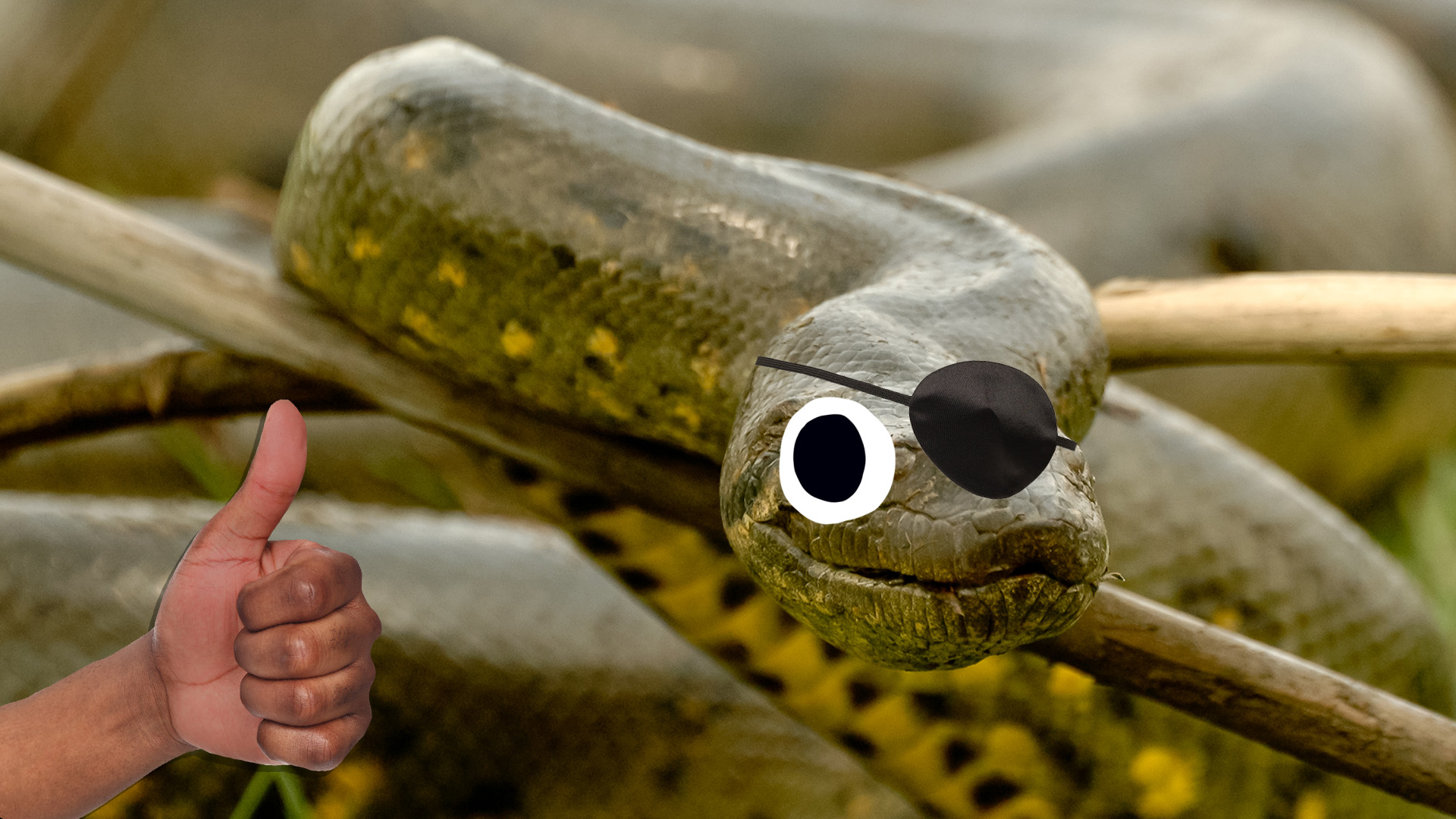 Interesting Facts You Never Knew About Anacondas Beano