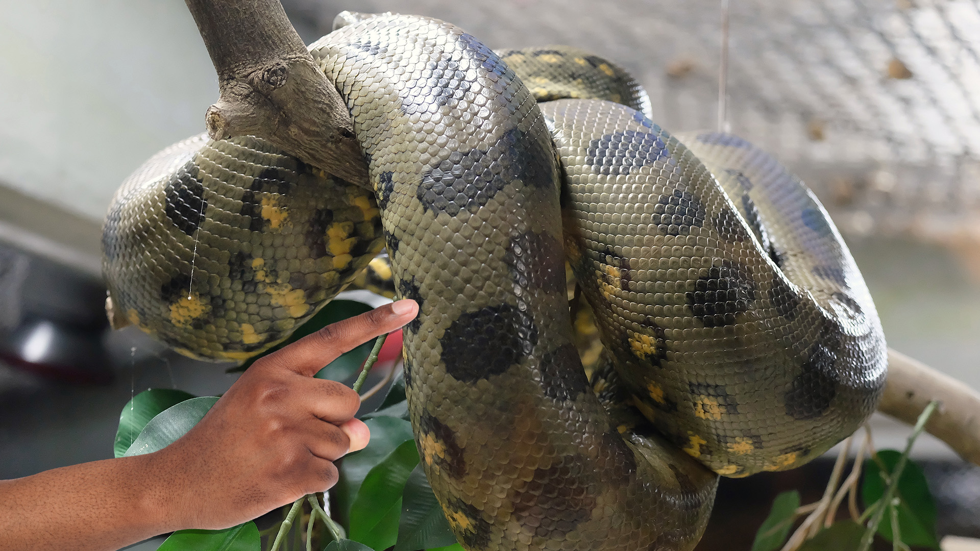 15 Interesting Facts You Never Knew About Anacondas Beano