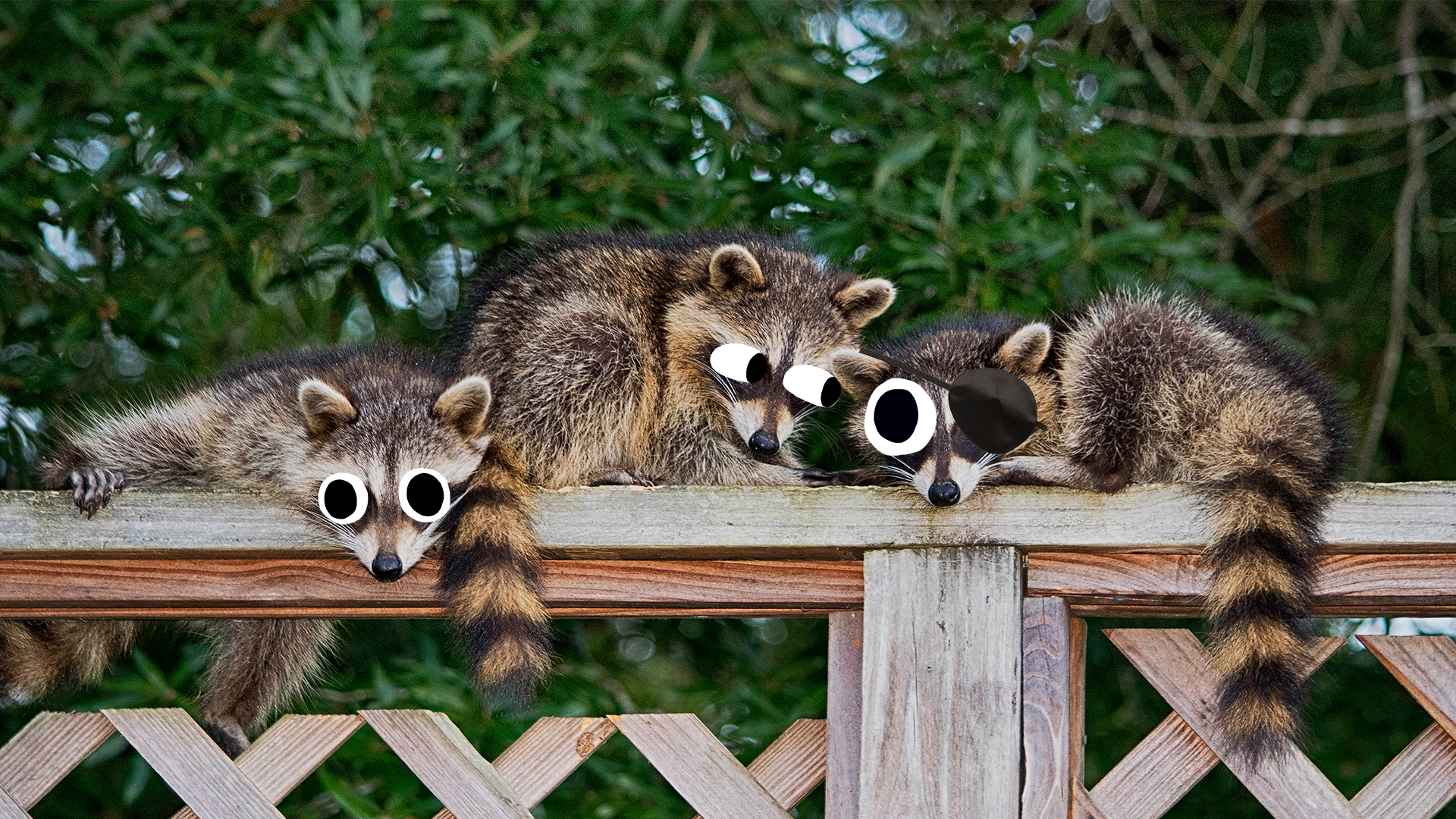 11 Riveting Facts About Raccoons