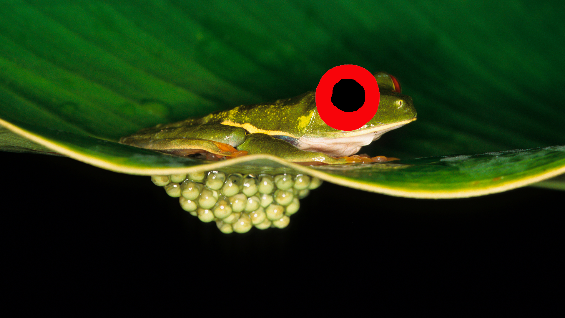 12 Eye-Popping Red-Eyed Tree Frog Facts!