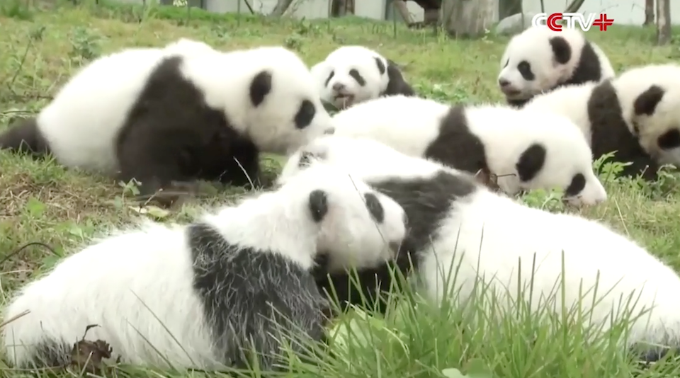 Can You Watch These Cute Baby Animals Without Saying 'Awwwww