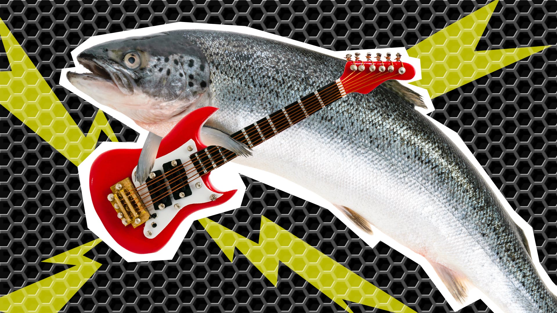 A fish playing a guitar. What's the difference between a guitar and a fish? | What's The Difference Between A Guitar And A Fish?