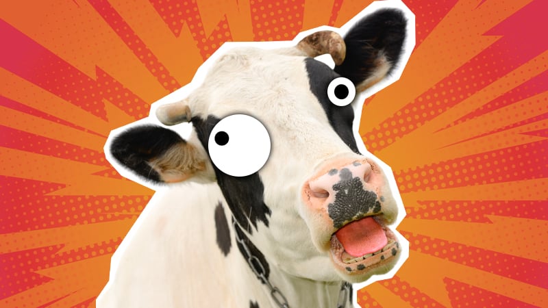 funny cow pictures jokes