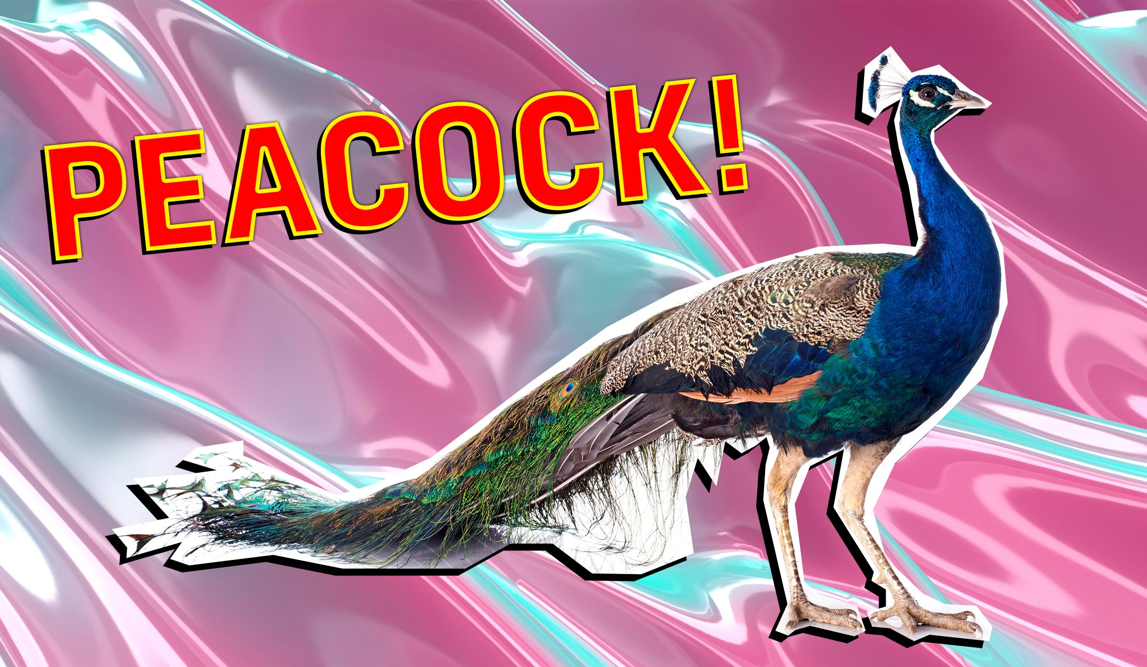 peacock beano