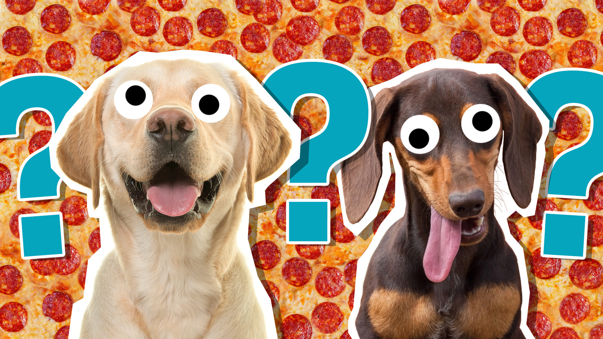 What Dog Do I Look Like? Quiz | Beano.com