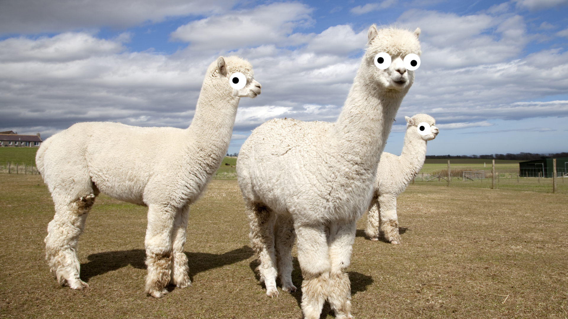 what-llama-do-i-look-like-quiz-llama-trivia-quiz