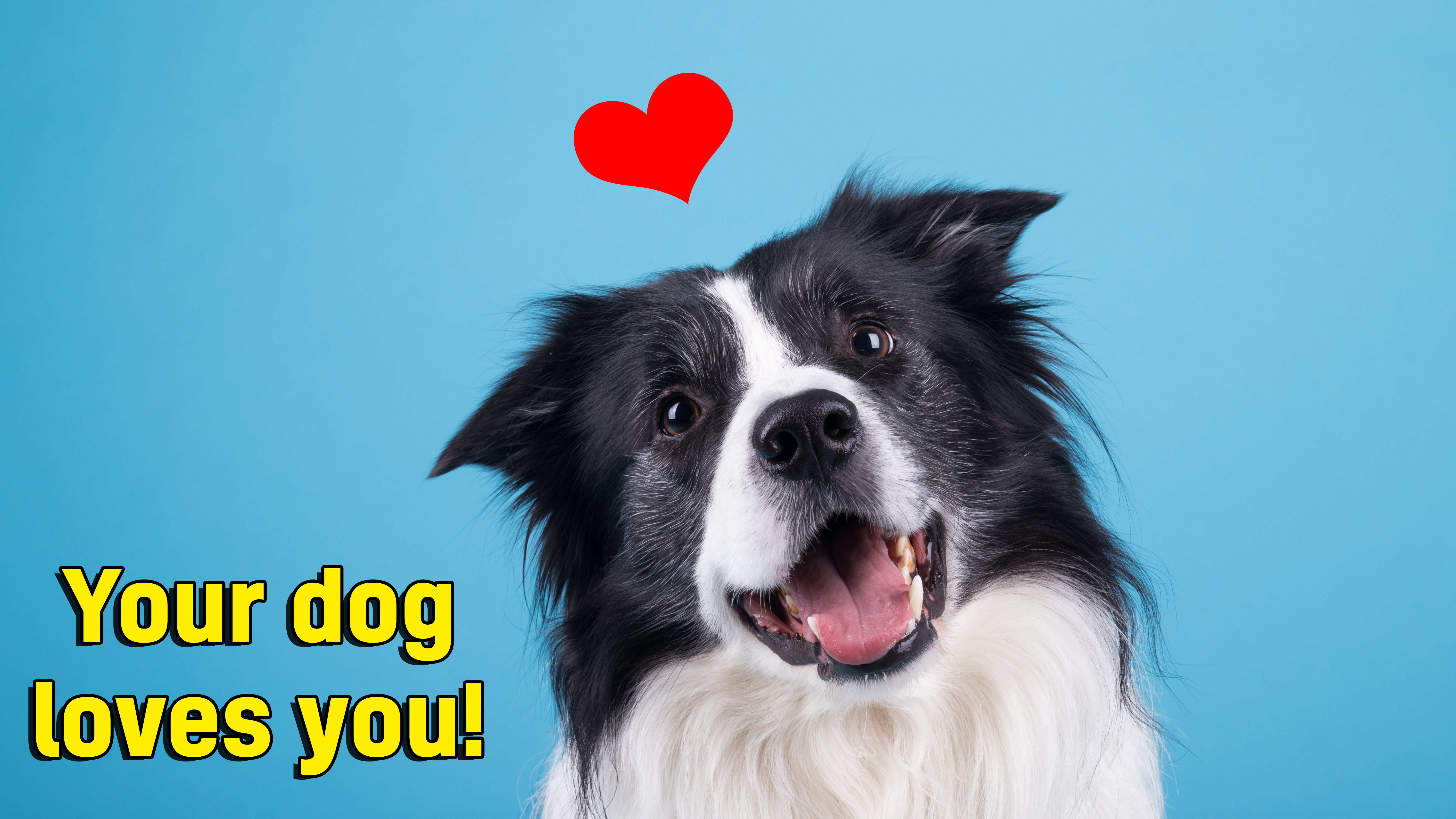 Does Your Dog Love You? | Dogs | Animal Quizzes on Beano.com