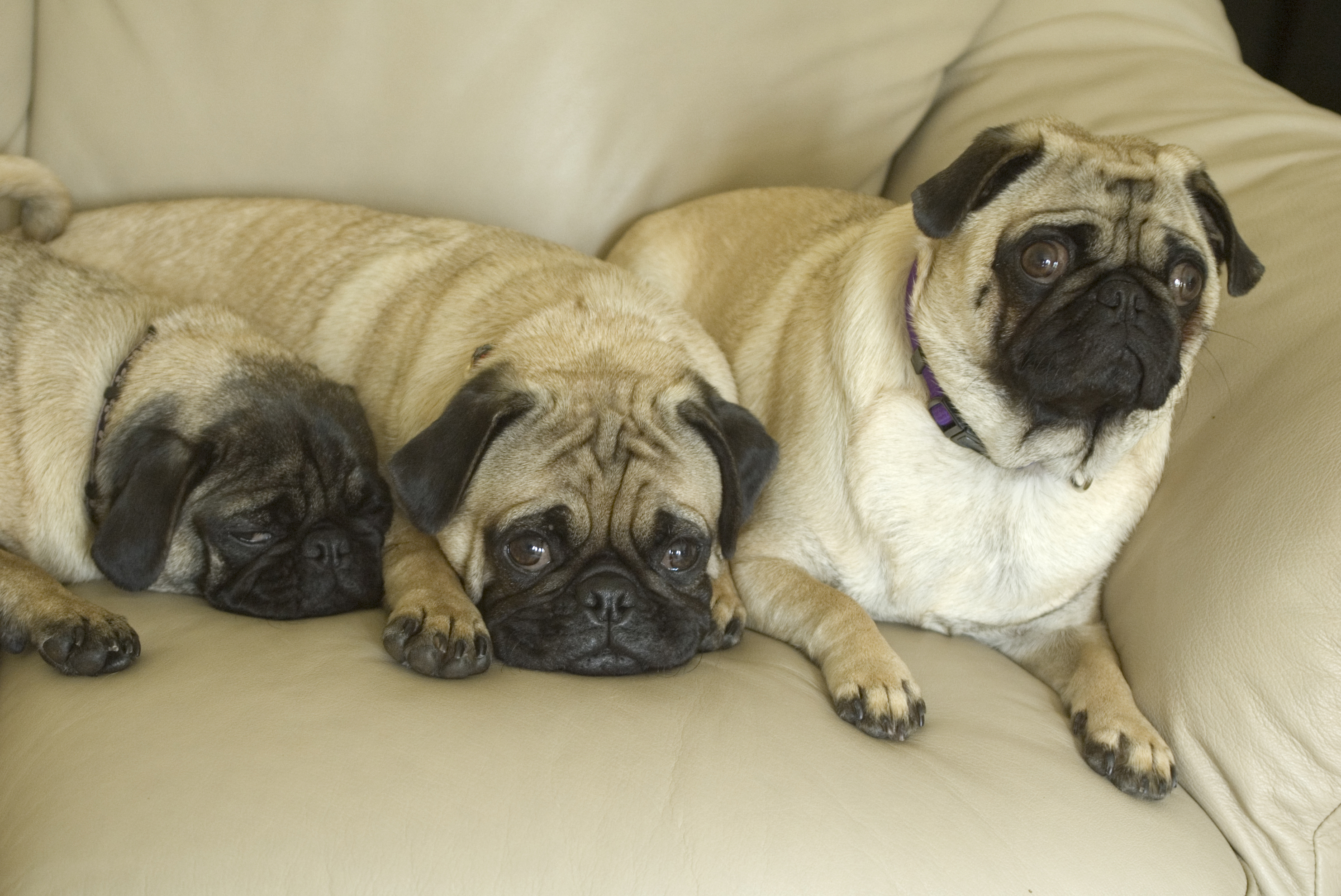 what do you call a group of pugs