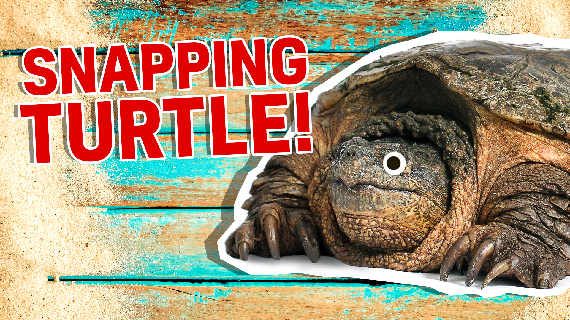 Turtle Personality Quiz | Turtle Quiz