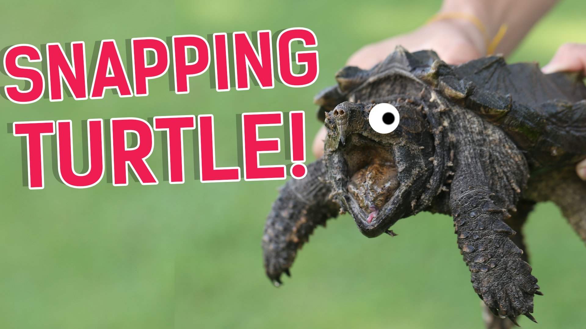 What Turtle Am I? Quiz | Personality Quizzes | Turtles on Beano.com