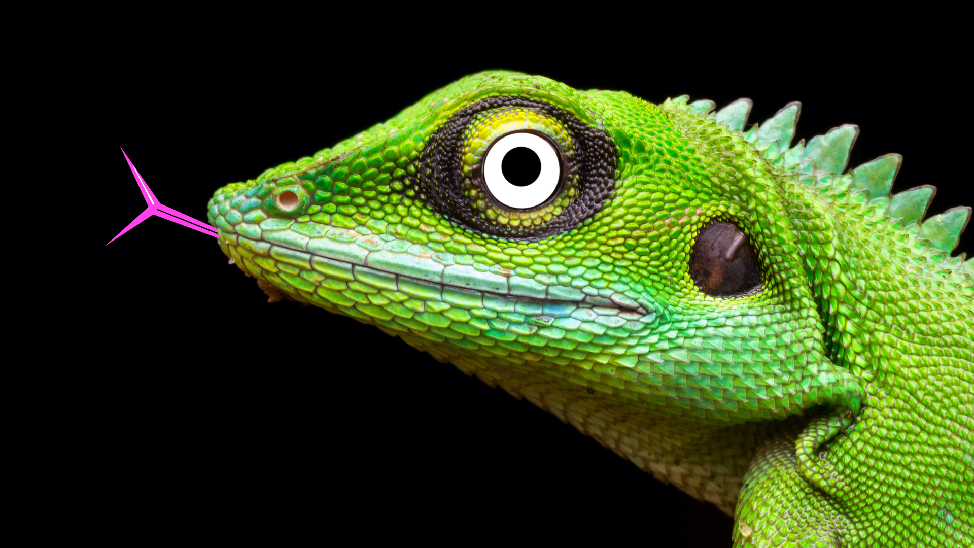 The Ultimate Reptile Quiz | Beano.com