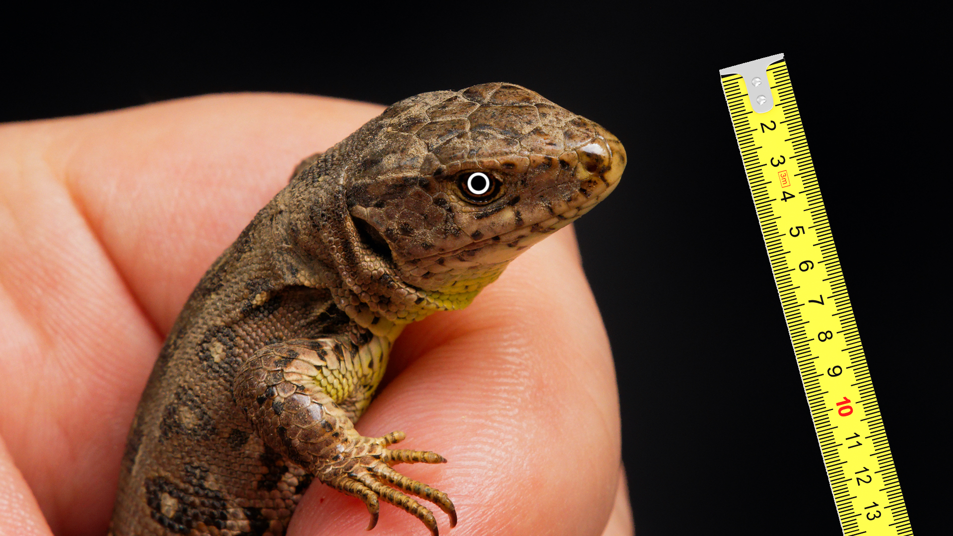 The Ultimate Reptile Quiz