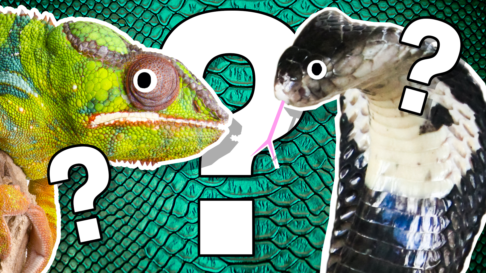 Reptile Species Trivia Quiz::Appstore for Android