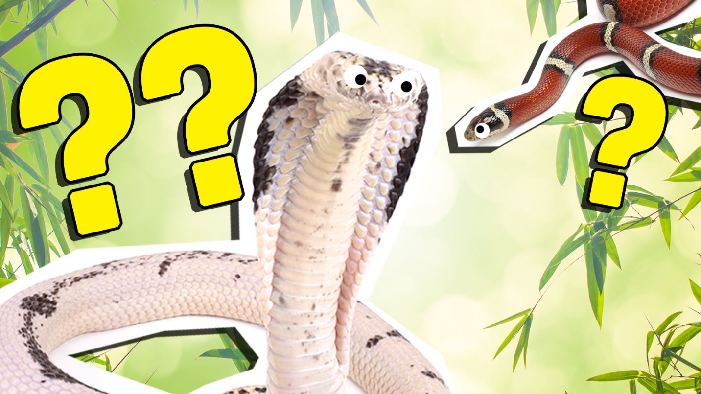 10 Incredible King Cobra Facts (No Other Snake Does #7!) - A-Z Animals