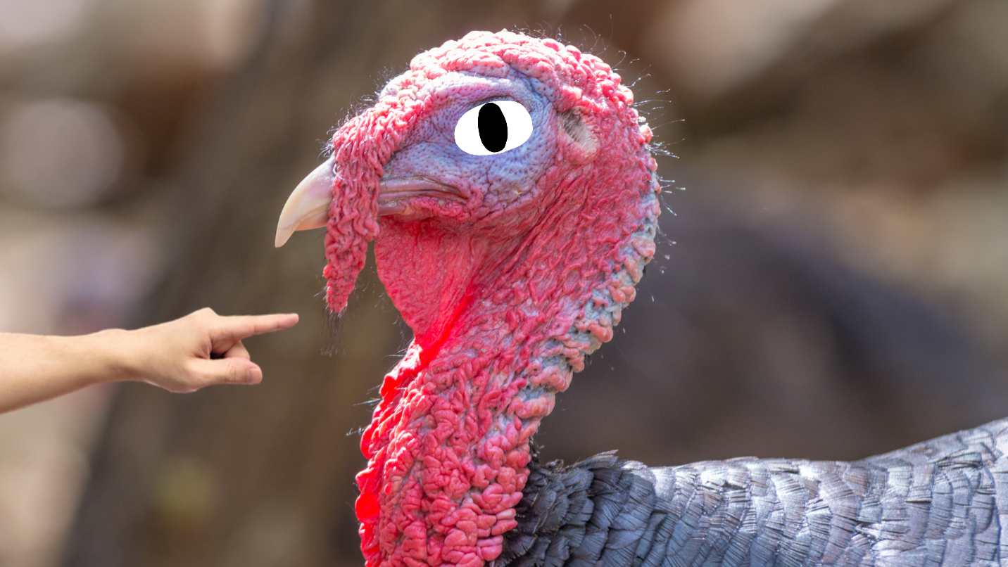 turkeys-2-things-to-consider-before-raising-turkeys-youtube