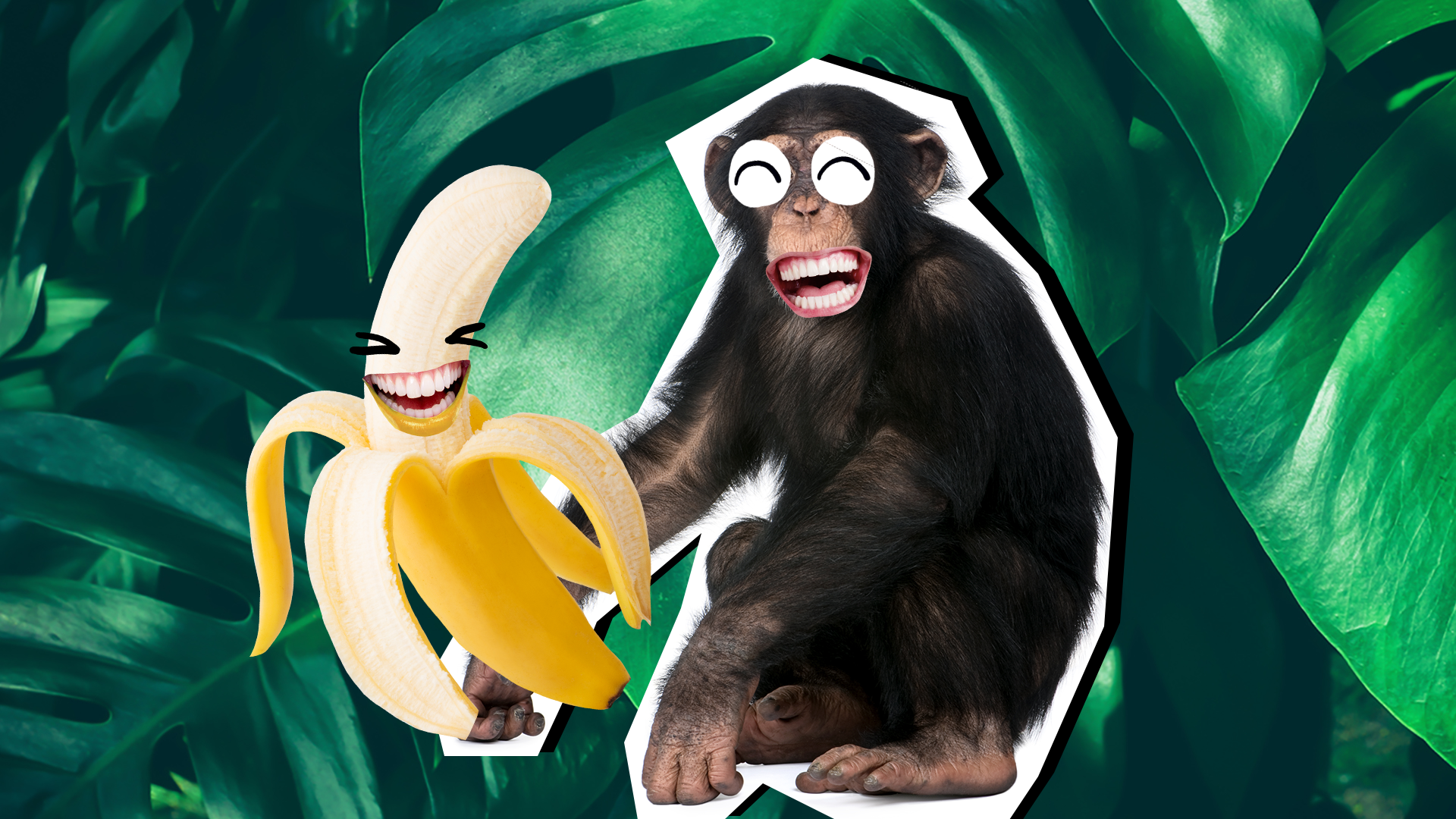 32 of the Funniest Monkey Jokes of All Time | Beano.com