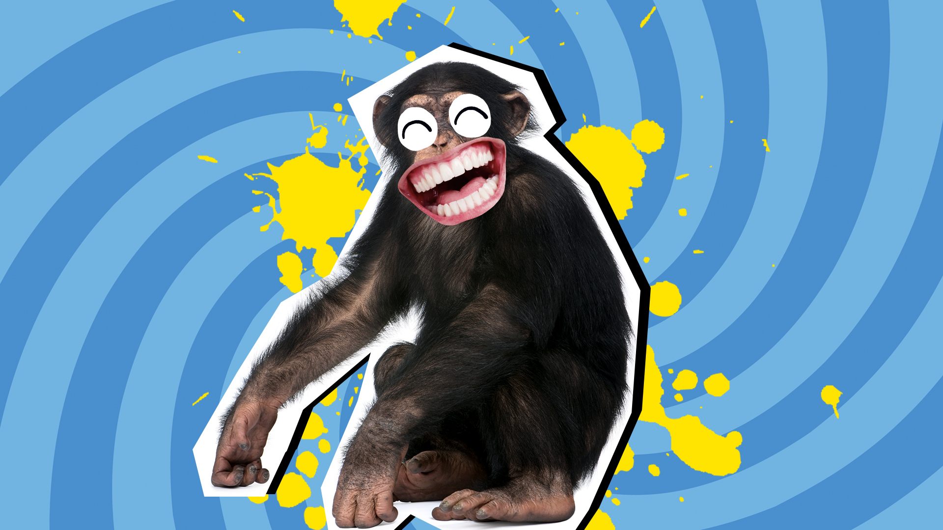 funny primates