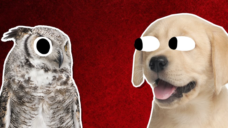 An owl and a dog