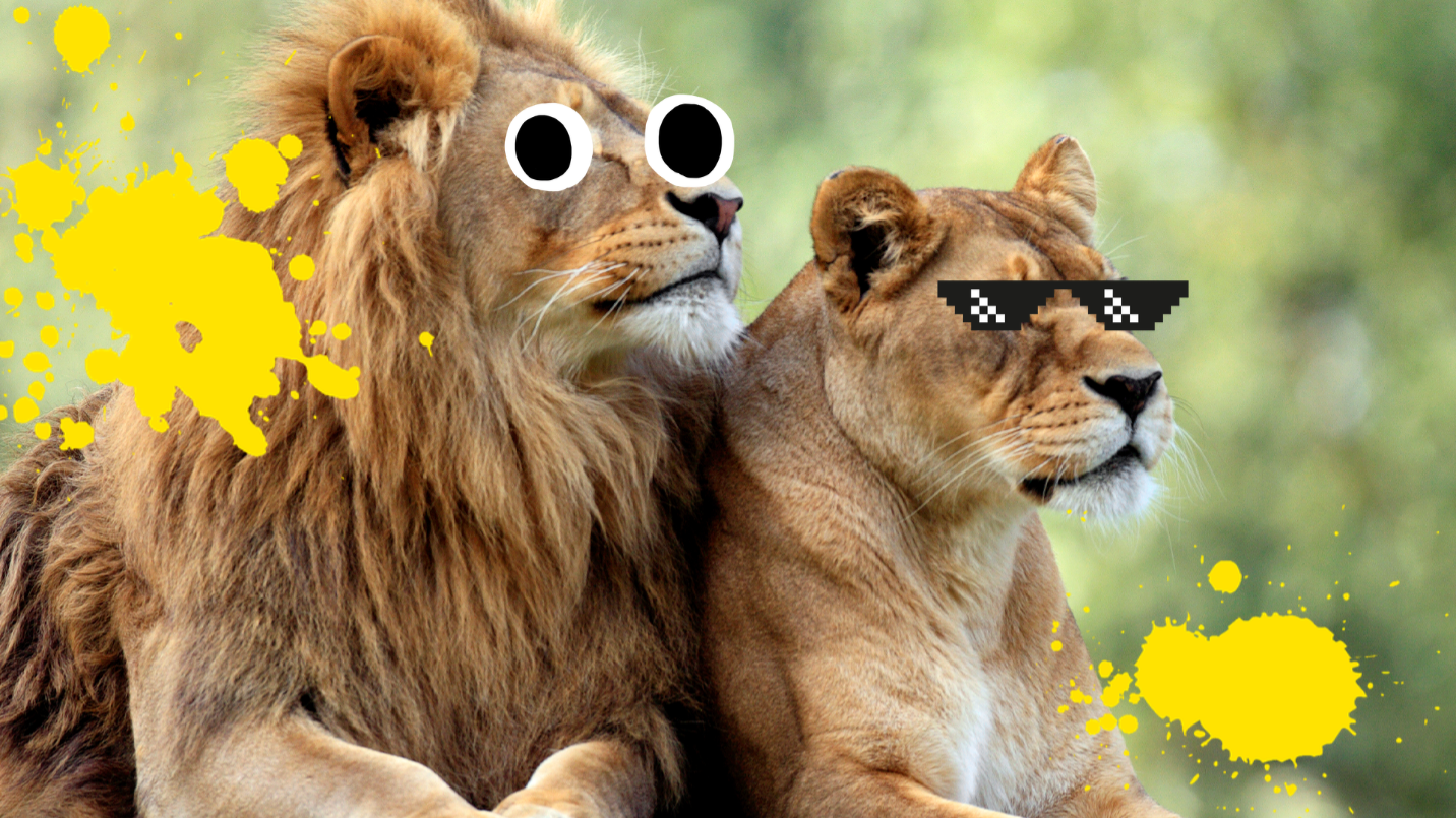 The Ultimate Lion Quiz Lions Animal Quizzes On Beano Com