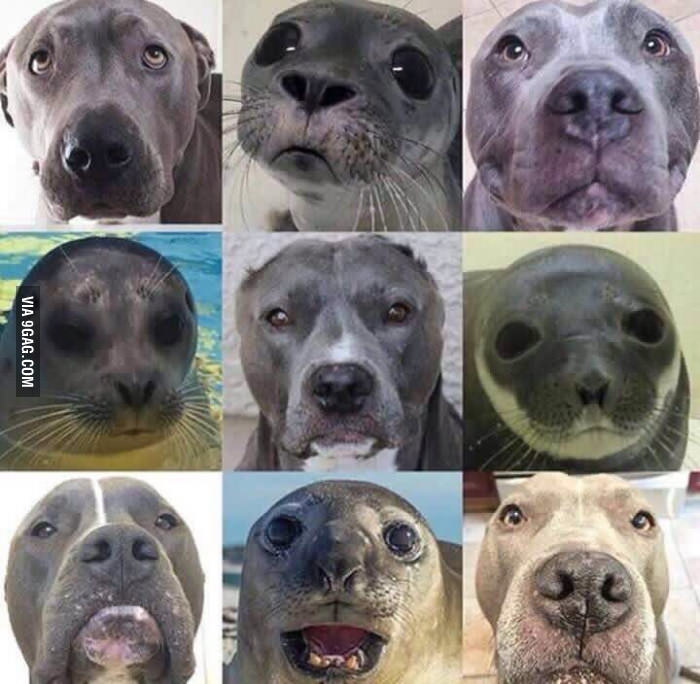 are seals like dogs