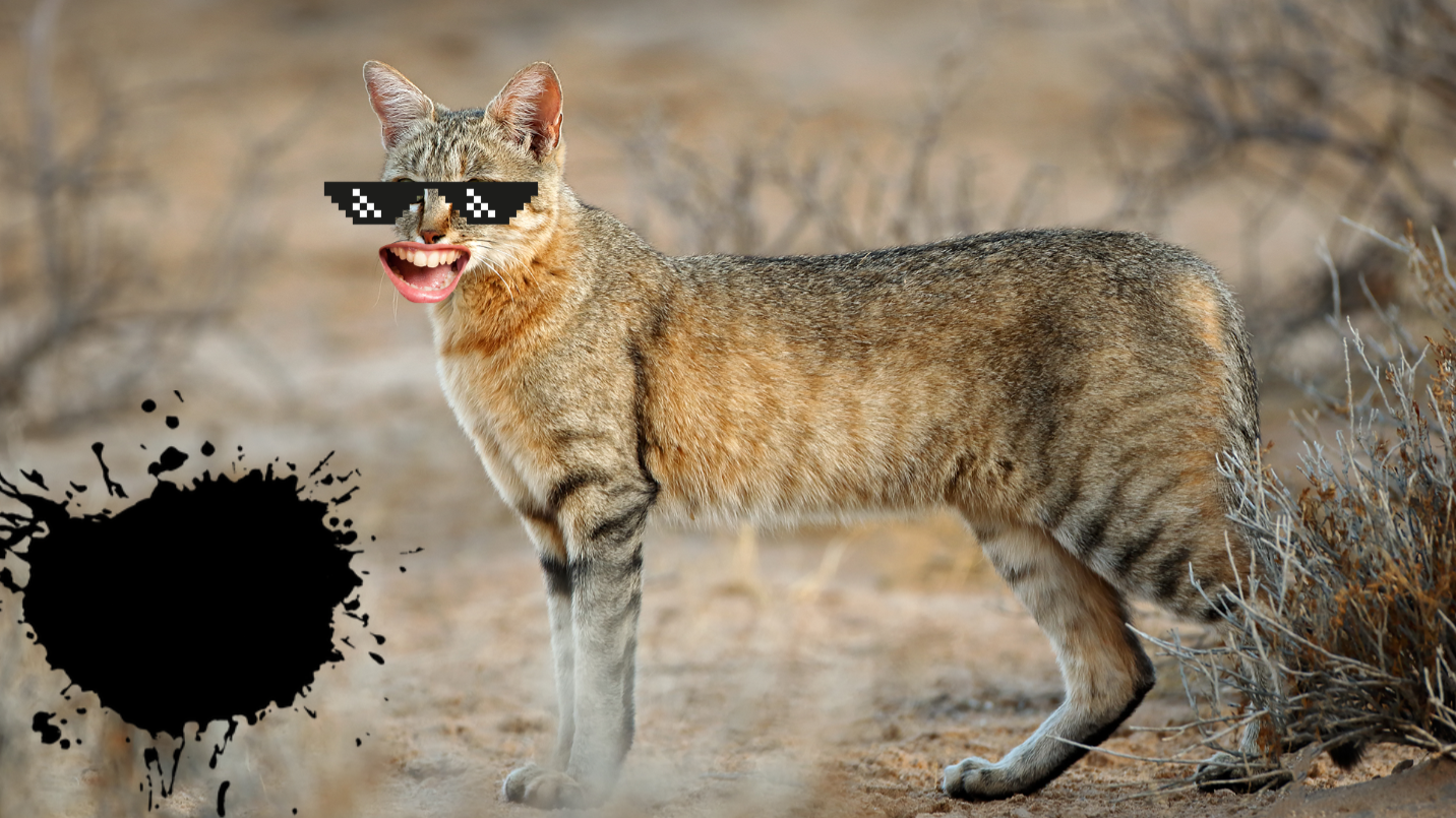 What Wild Cat Are You? - ProProfs Quiz