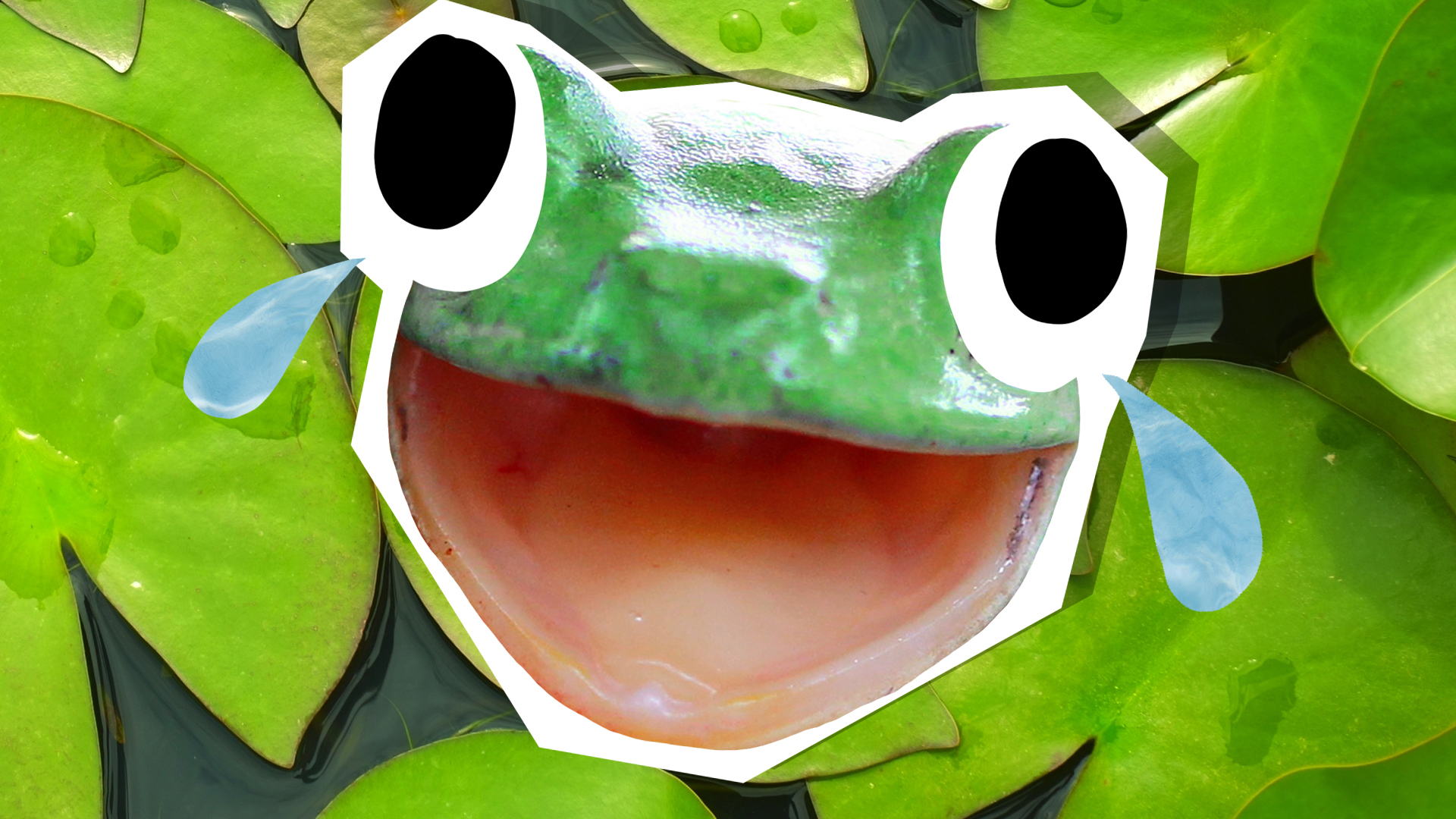 15 Craziest Frog Fun Facts
