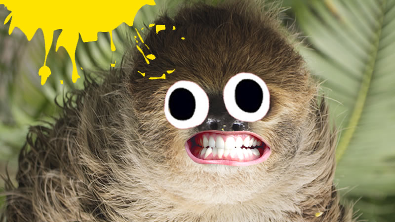 sloth with human teeth