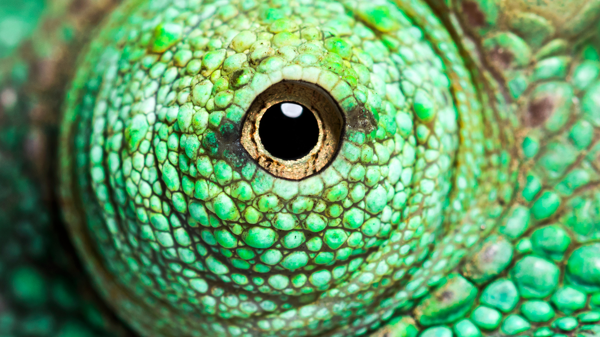 The Ultimate Animal Eyes Quiz | Animal Quiz | Quiz on Beano.com