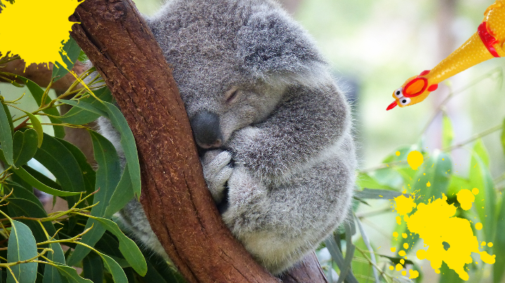 12 curious facts about koalas