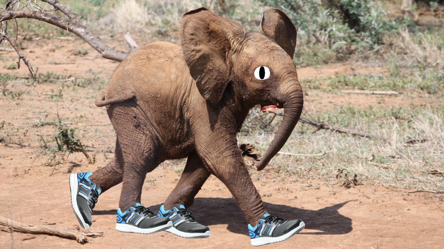 Elephant deals wearing shoes