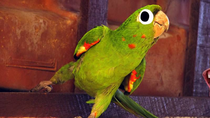Dancing Parrots Roblox