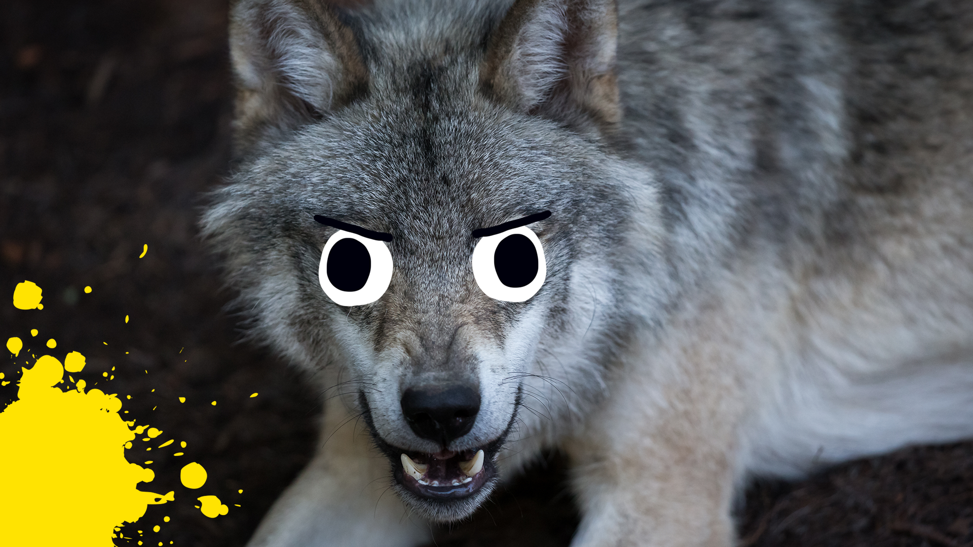 Are you A Therian?  Animal quiz, Beautiful wolves, Cartoon wolf