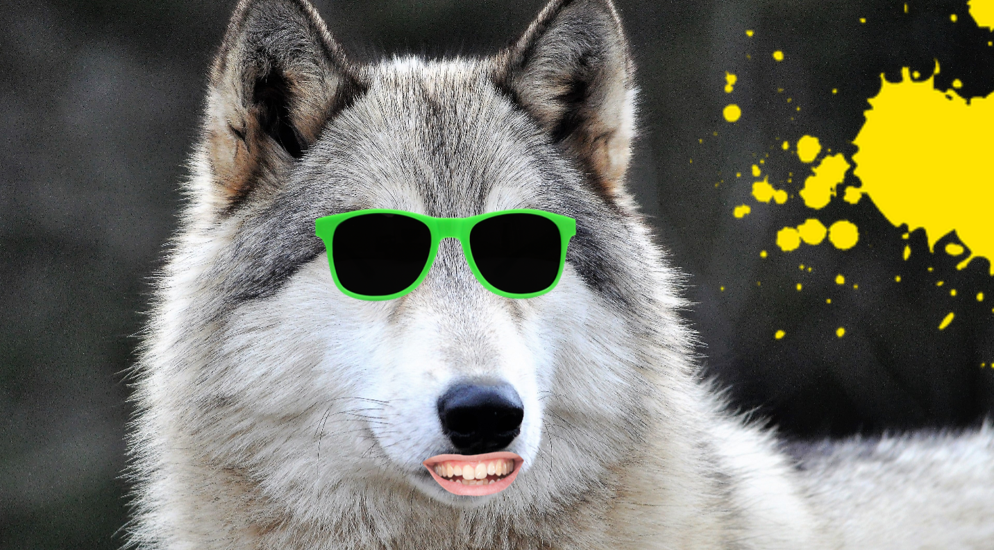 The Ultimate Wolf Trivia Quiz Wolf Animal Quizzes On