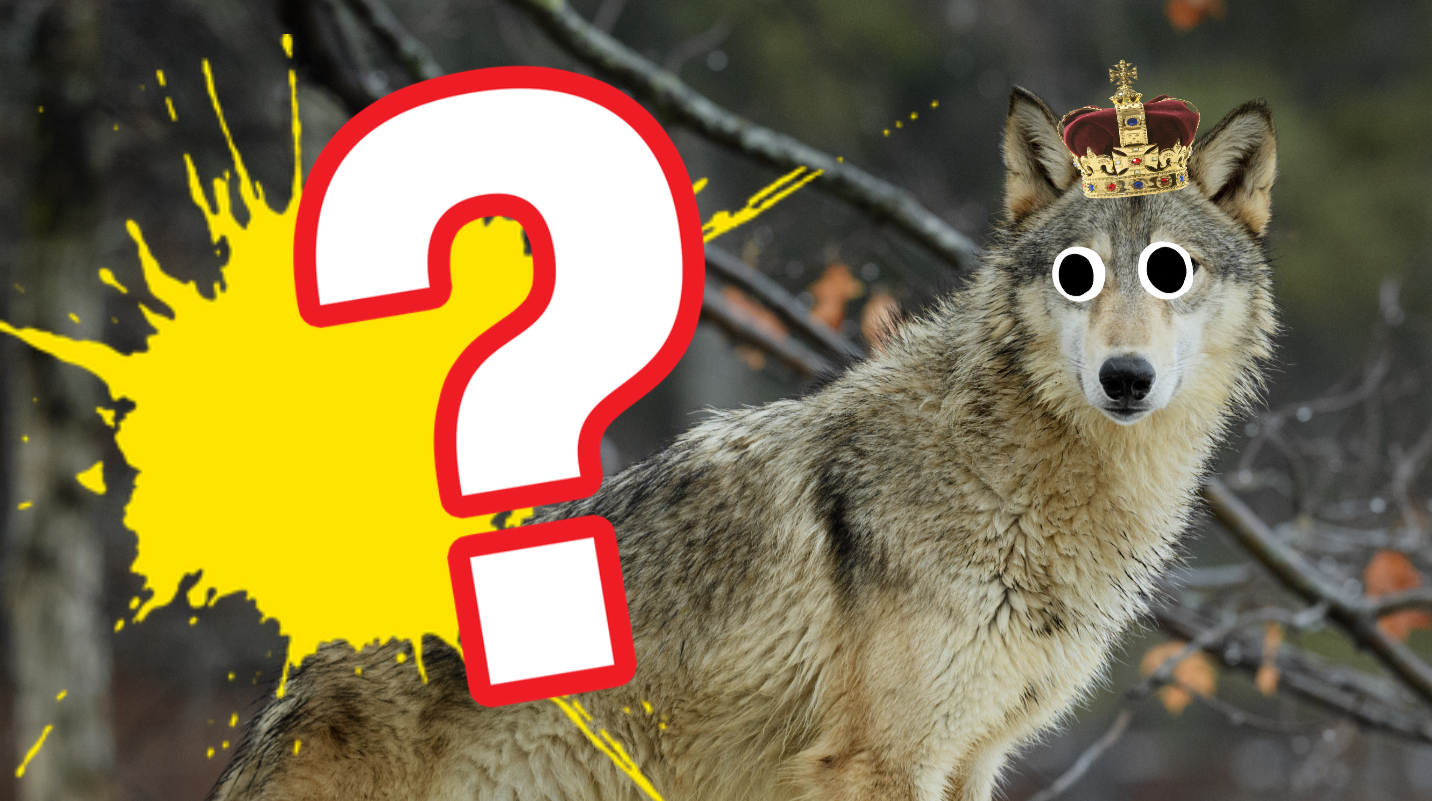 The Ultimate Wolf Trivia Quiz Wolf Animal Quizzes On