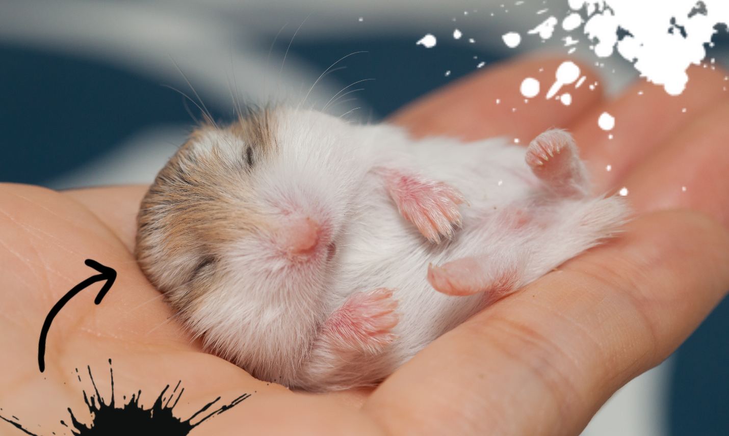 The Ultimate Hamster Quiz Hamster Quizzes