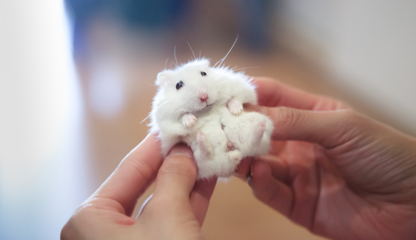 The Cute, the Small, and the Fluffy: Popular Types of Hamster - PetPact