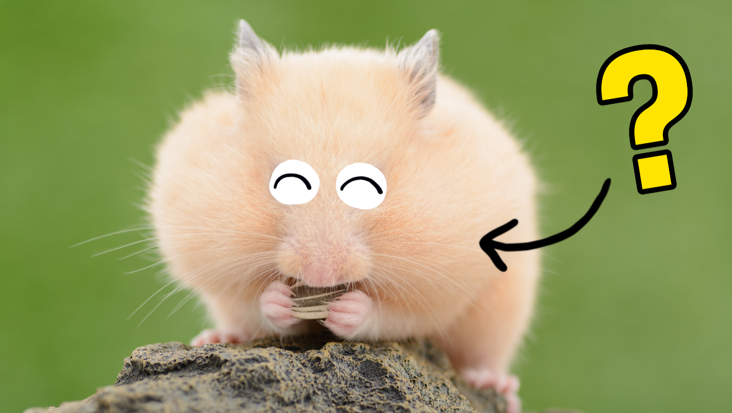 The Ultimate Hamster Knowledge Trivia Quiz - ProProfs Quiz